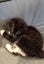Gypsy - Wcc Rescue Kitten Carousel 2
