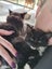 Gypsy - Wcc Rescue Kitten Carousel 4