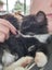 Gypsy - Wcc Rescue Kitten Carousel 5