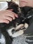 Gypsy - Wcc Rescue Kitten Carousel 6