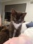 Gypsy - Wcc Rescue Kitten Carousel 1