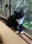 Rescue kitten Blossom Carousel 5