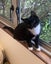 Rescue kitten Blossom Carousel 6