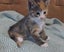 Adorable 9-week-old kittens ragdoll-tabby Crossed Carousel 6