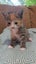 Adorable 9-week-old kittens ragdoll-tabby Crossed Carousel 7