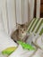 2 Rescue Kittens Tiger & Pepper Carousel 2
