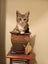 2 Rescue Kittens Tiger & Pepper Carousel 1