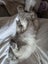 Purebred ragdoll kittens Carousel 10