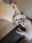 Purebred ragdoll kittens Carousel 11