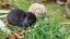Beautiful mini lop babies Carousel 10