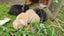 Beautiful mini lop babies Carousel 11