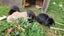 Beautiful mini lop babies Carousel 12