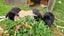 Beautiful mini lop babies Carousel 13