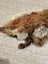 Antique red fox fur stole Carousel 5