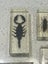 Bugs insects in resin x 4 scorpion, giant hornet, chafer, lantern fly Carousel 2