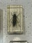 Bugs insects in resin x 4 scorpion, giant hornet, chafer, lantern fly Carousel 3