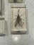 Bugs insects in resin x 4 scorpion, giant hornet, chafer, lantern fly Carousel 4