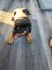 Purebred Rottweiler puppies Carousel 2