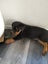 Purebred Rottweiler puppies Carousel 1