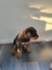 Purebred Rottweiler puppies Carousel 5