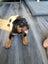 Purebred Rottweiler puppies Carousel 14