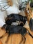Purebred Rottweiler puppies Carousel 7