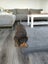Purebred Rottweiler puppies Carousel 3