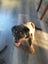 Purebred Rottweiler puppies Carousel 4