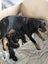 Purebred Rottweiler puppies Carousel 8