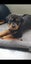 Purebred Rottweiler puppies Carousel 10