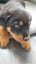 Purebred Rottweiler puppies Carousel 11