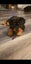 Purebred Rottweiler puppies Carousel 12