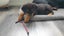 Purebred Rottweiler puppies Carousel 13