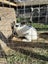 2 female rabbits with hutch Carousel 1