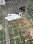 2 female rabbits with hutch Carousel 2