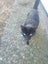 THE STREET CAT PROJECT - REHOME TUAKAU TRIO - AVAILABLE FOR ADOPTION Carousel 4