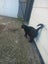 THE STREET CAT PROJECT - REHOME TUAKAU TRIO - AVAILABLE FOR ADOPTION Carousel 7