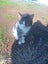 THE STREET CAT PROJECT - REHOME TUAKAU TRIO - AVAILABLE FOR ADOPTION Carousel 5