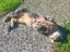 THE STREET CAT PROJECT - REHOME TUAKAU TRIO - AVAILABLE FOR ADOPTION Carousel 6