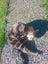 THE STREET CAT PROJECT - REHOME TUAKAU TRIO - AVAILABLE FOR ADOPTION Carousel 8
