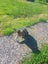 THE STREET CAT PROJECT - REHOME TUAKAU TRIO - AVAILABLE FOR ADOPTION Carousel 9