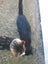 THE STREET CAT PROJECT - REHOME TUAKAU TRIO - AVAILABLE FOR ADOPTION Carousel 1