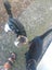 THE STREET CAT PROJECT - REHOME TUAKAU TRIO - AVAILABLE FOR ADOPTION Carousel 10