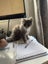 THE STREET CAT PROJECT - FLUFFSTERS - AVAILABLE FOR PREADOPTION Carousel 4