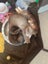 THE STREET CAT PROJECT - FLUFFSTERS - AVAILABLE FOR PREADOPTION Carousel 1