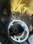 THE STREET CAT PROJECT - FLUFFSTERS - AVAILABLE FOR PREADOPTION Carousel 2