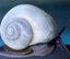 Blue Mystery Snails - pick up only Carousel 1