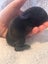 Purebred Mini Lop baby rabbits Carousel 5
