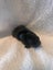 Purebred Mini Lop baby rabbits Carousel 6