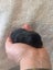 Purebred Mini Lop baby rabbits Carousel 8